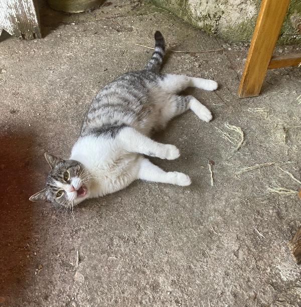 LICIA, tenera micia in adozione! Foto 4