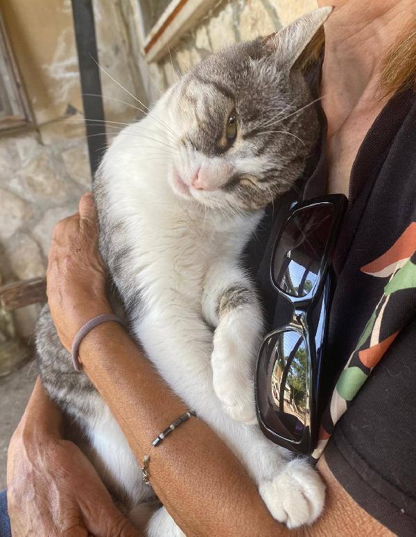 LICIA, tenera micia in adozione! Foto 6