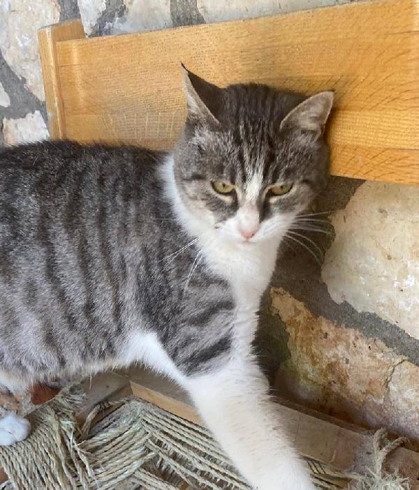 LICIA, tenera micia in adozione! Foto 7