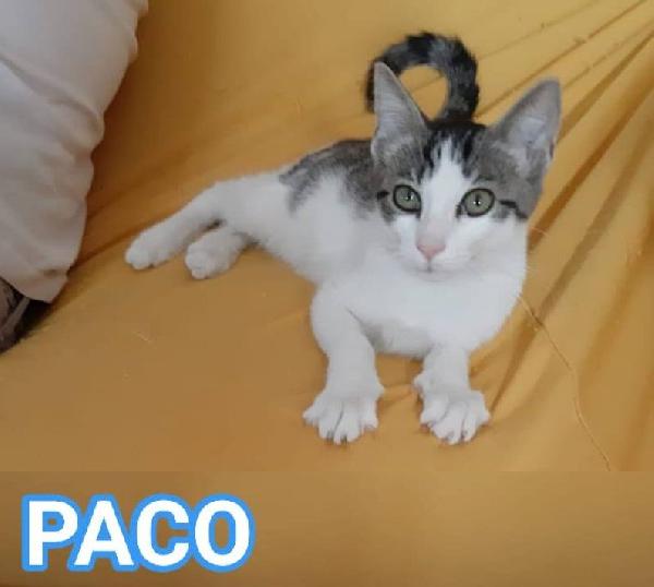 Paco, Dolce Micino In Adozione!