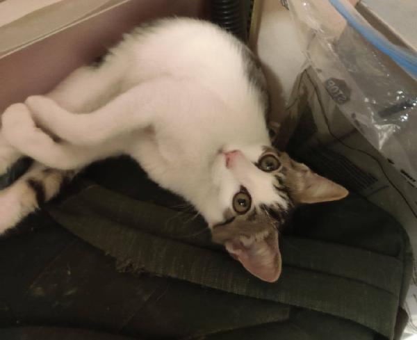 PACO, dolce micino in adozione! Foto 6