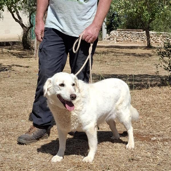 Nonna Olga Cerca Famiglia. Info adozione Monica 3890238584 Foto 5