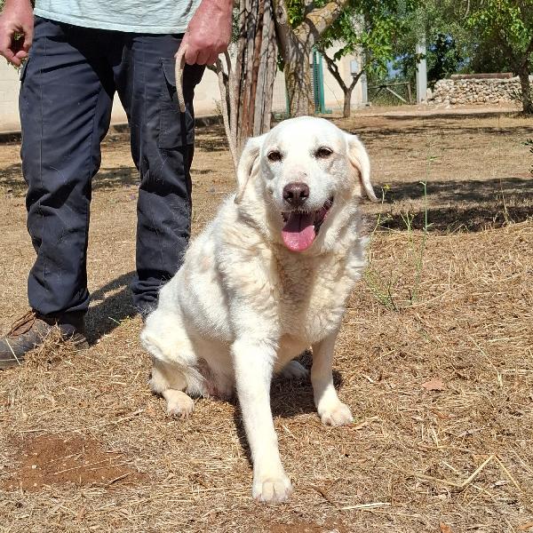 Nonna Olga Cerca Famiglia. Info adozione Monica 3890238584 Foto 7