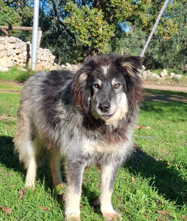 Nonno Nando Cerca Famiglia. Info Monica 3890238584 Foto 3