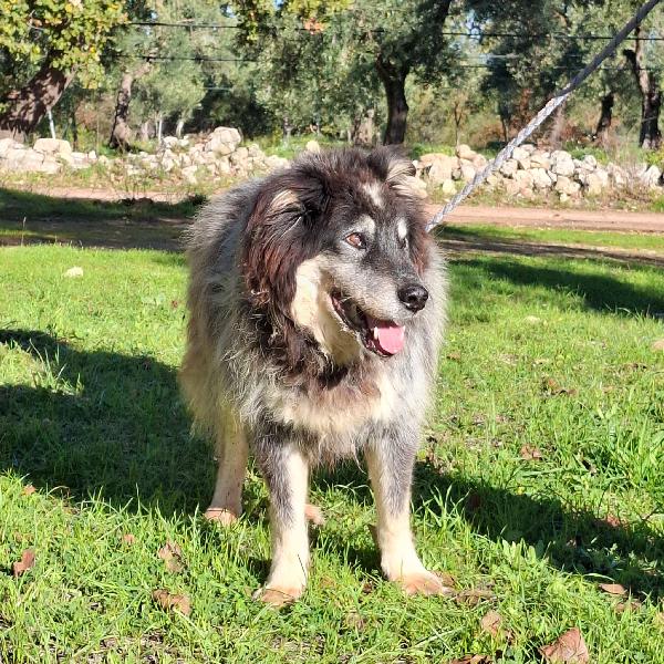 Nonno Nando Cerca Famiglia. Info Monica 3890238584 Foto 4