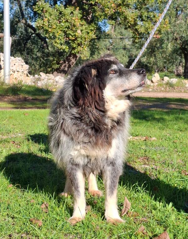 Nonno Nando Cerca Famiglia. Info Monica 3890238584 Foto 5