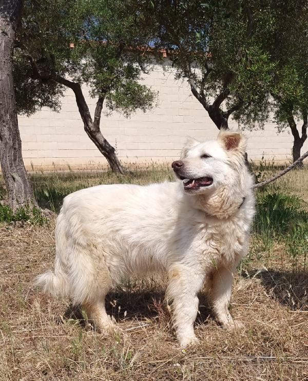 Nonna Penny Cerca Famiglia. Info Monica 3890238584 Foto 3