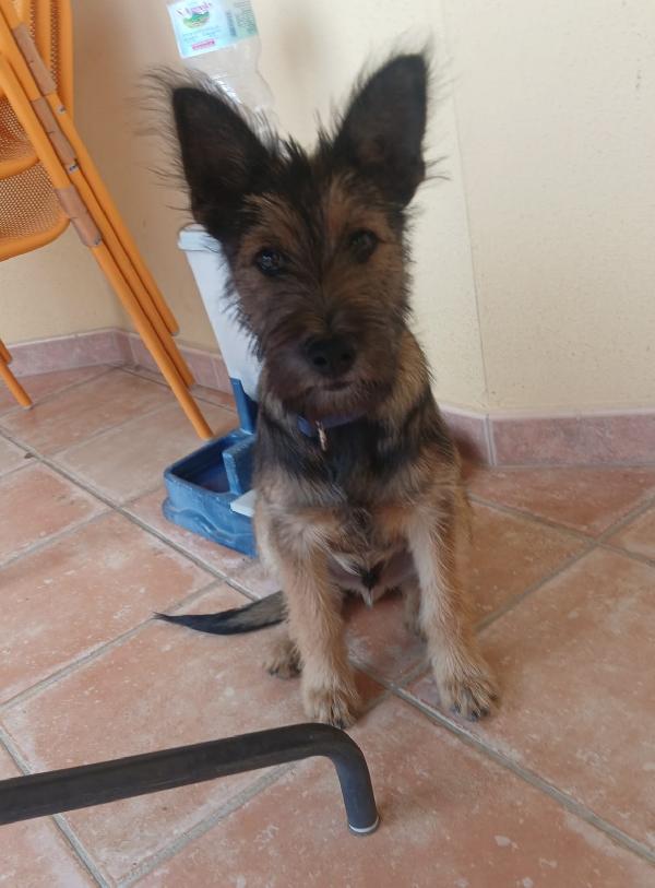 Oreste 6/7mesi bellissimo PRESTO IN CANILE! OLBIA Foto 2