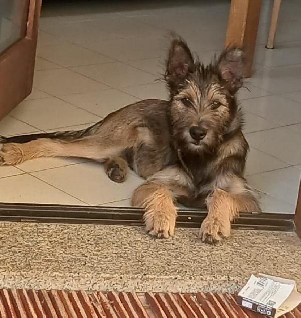 Oreste 6/7mesi bellissimo PRESTO IN CANILE! OLBIA Foto 4