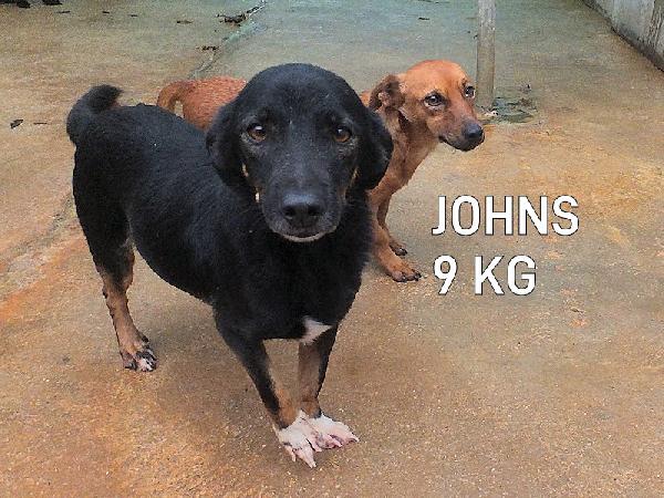 Johns Dolce Piccoletto