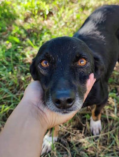 Johns dolce piccoletto Foto 2