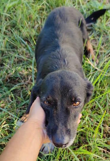 Johns dolce piccoletto Foto 3