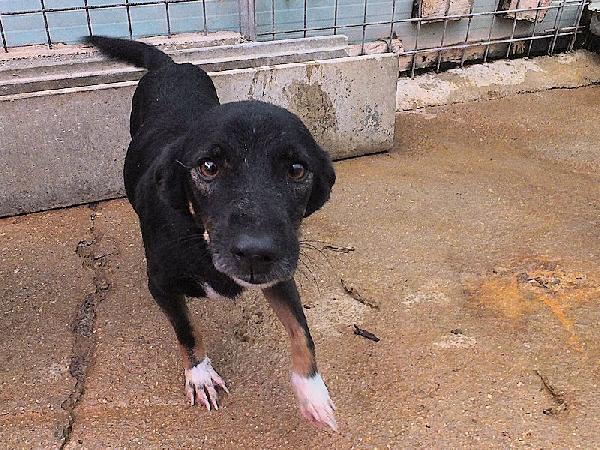 Johns dolce piccoletto Foto 4