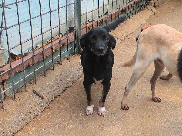 Johns dolce piccoletto Foto 5