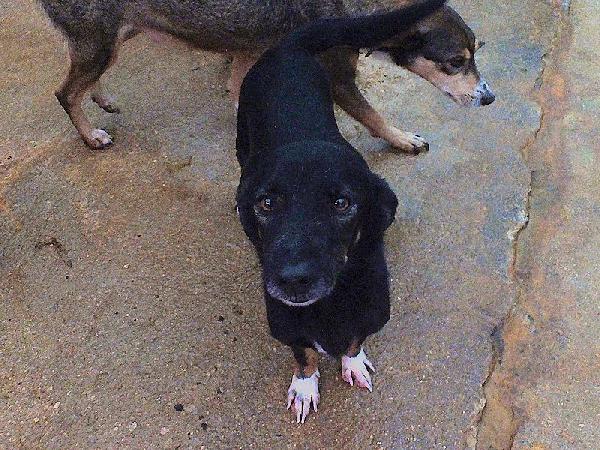 Johns dolce piccoletto Foto 7