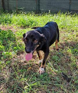 Johns dolce piccoletto Foto 8