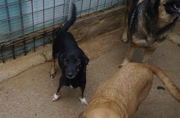 Johns dolce piccoletto Foto 9