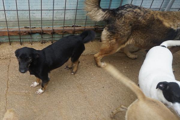 Johns dolce piccoletto Foto 10