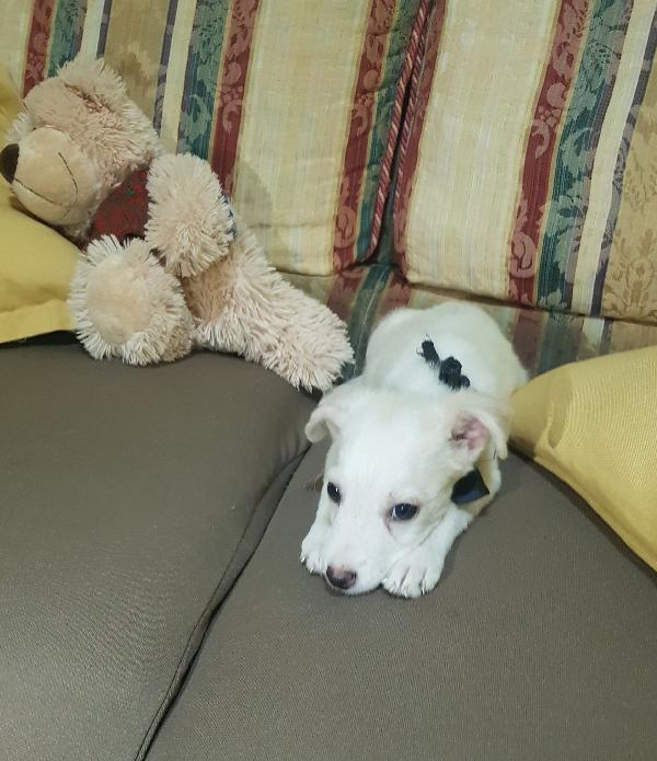 Cucciolo di taglia piccola a pelo corto raso  Foto 2