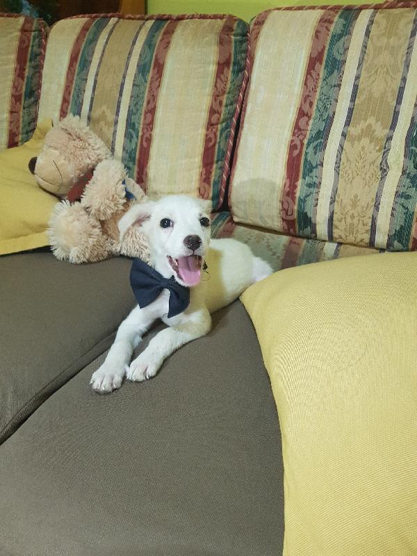 Cucciolo di taglia piccola a pelo corto raso  Foto 3