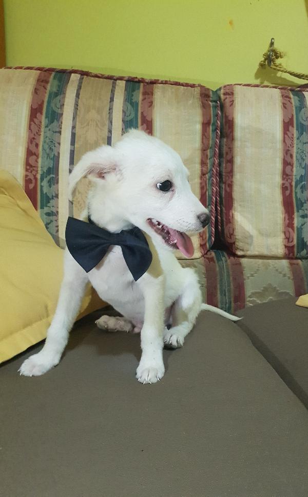 Cucciolo di taglia piccola a pelo corto raso  Foto 4