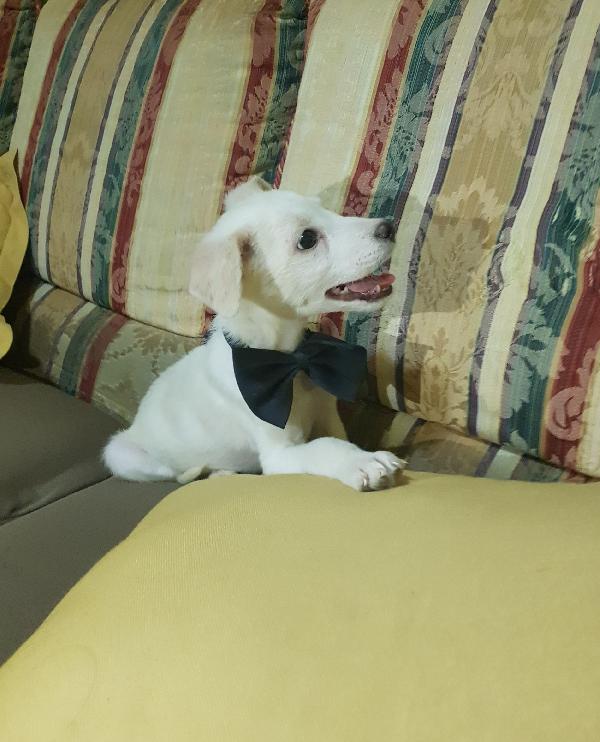 Cucciolo di taglia piccola a pelo corto raso  Foto 6