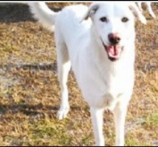 Viola E Rosa Mix Maremmane Adulte Invisibili 