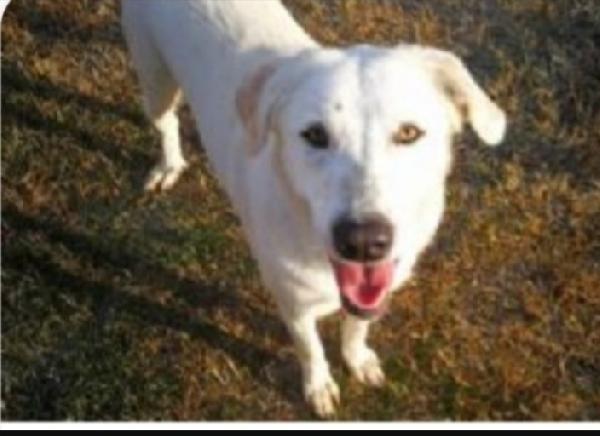 Viola e Rosa mix Maremmane adulte invisibili  Foto 3