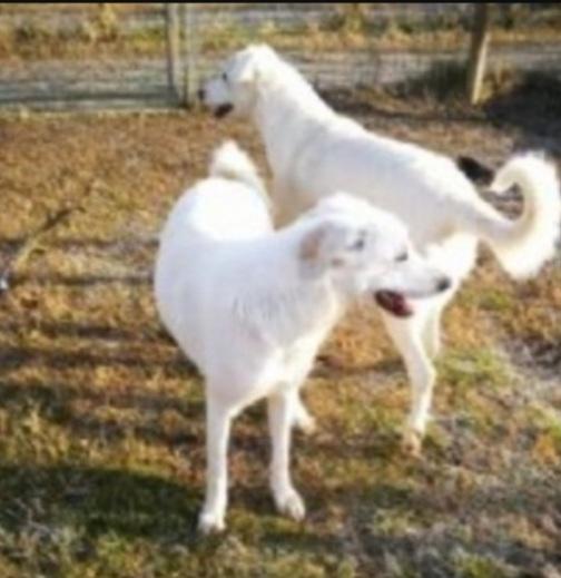 Viola e Rosa mix Maremmane adulte invisibili  Foto 4