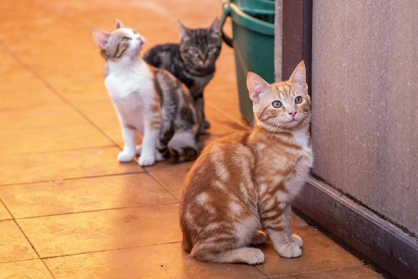 Ringo, Rubio E Gina 🐈🐈‍⬛🐱
