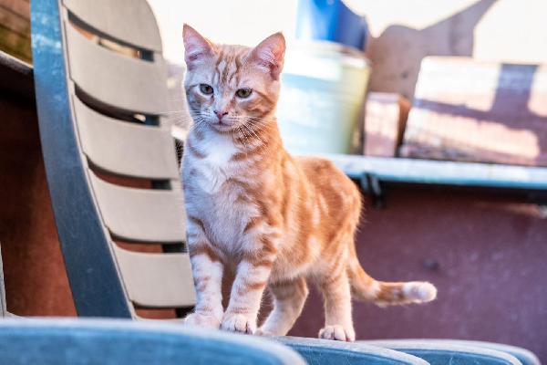 Ringo, Rubio e Gina 🐈🐈‍⬛🐱 Foto 2