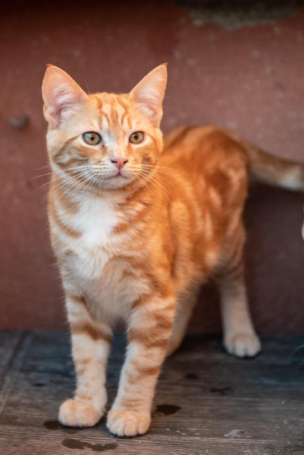 Ringo, Rubio e Gina 🐈🐈‍⬛🐱 Foto 3