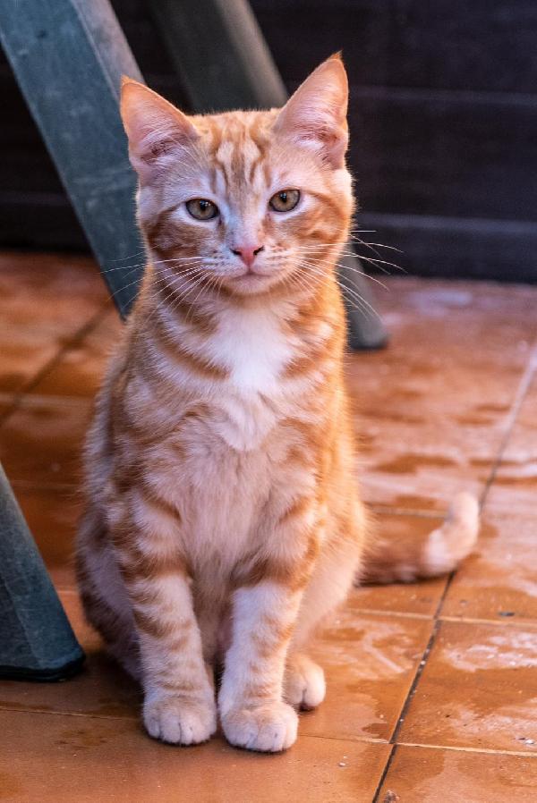 Ringo, Rubio e Gina 🐈🐈‍⬛🐱 Foto 4