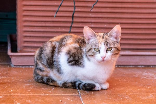 Ringo, Rubio e Gina 🐈🐈‍⬛🐱 Foto 5