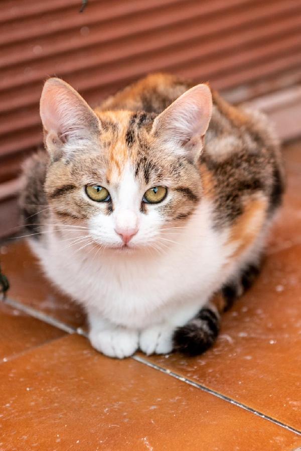 Ringo, Rubio e Gina 🐈🐈‍⬛🐱 Foto 6