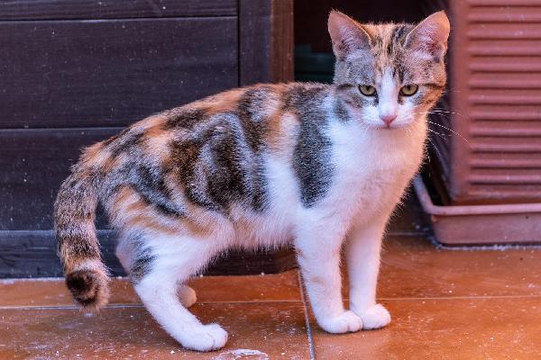 Ringo, Rubio e Gina 🐈🐈‍⬛🐱 Foto 7