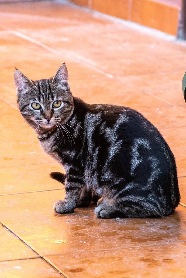 Ringo, Rubio e Gina 🐈🐈‍⬛🐱 Foto 8