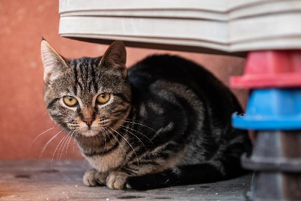 Ringo, Rubio e Gina 🐈🐈‍⬛🐱 Foto 9