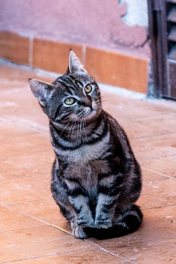 Ringo, Rubio e Gina 🐈🐈‍⬛🐱 Foto 10