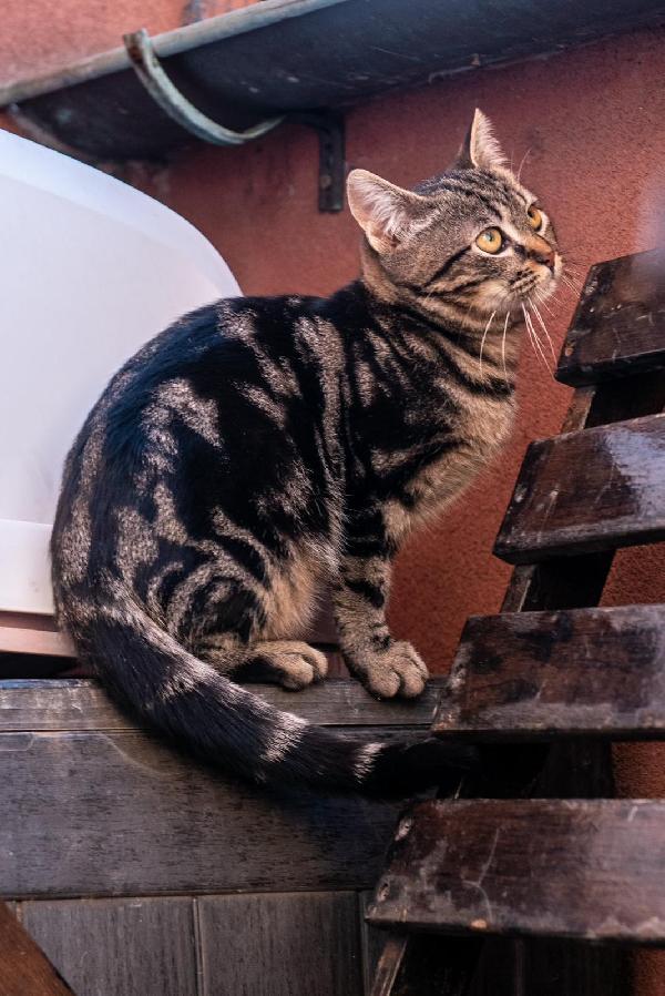 Ringo, Rubio e Gina 🐈🐈‍⬛🐱 Foto 11