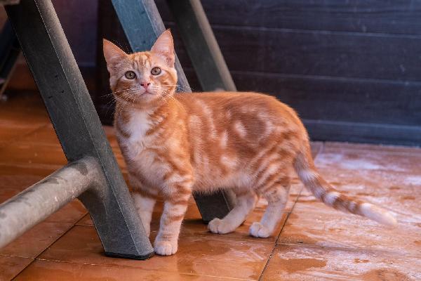 Ringo, Rubio e Gina 🐈🐈‍⬛🐱 Foto 12