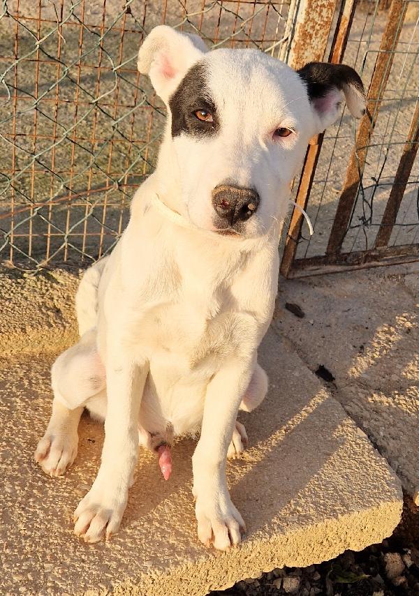 Ultimo In Canile,Adottabile In Tutta Italia!