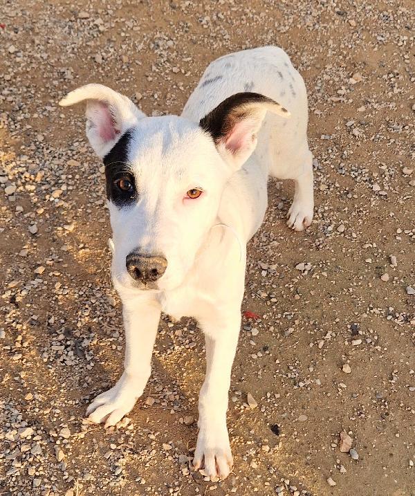 ULTIMO IN CANILE,ADOTTABILE IN TUTTA ITALIA! Foto 2