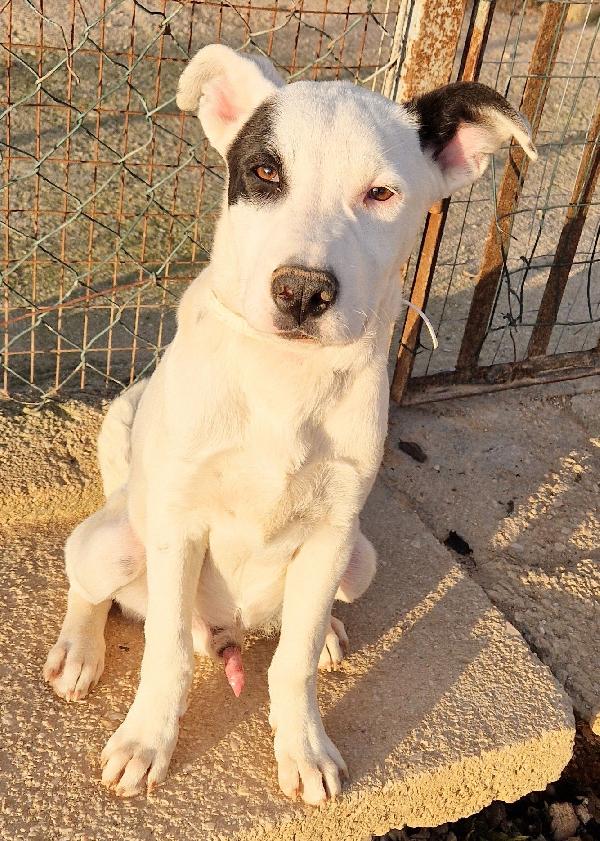 ULTIMO IN CANILE,ADOTTABILE IN TUTTA ITALIA! Foto 3