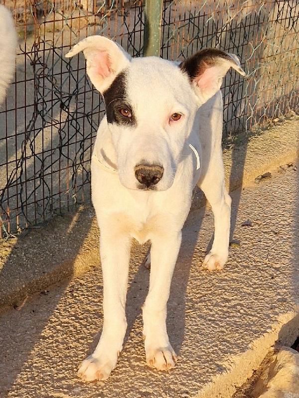 ULTIMO IN CANILE,ADOTTABILE IN TUTTA ITALIA! Foto 4