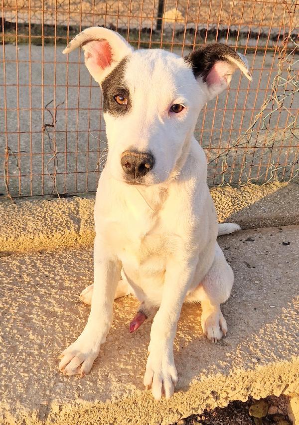 ULTIMO IN CANILE,ADOTTABILE IN TUTTA ITALIA! Foto 5