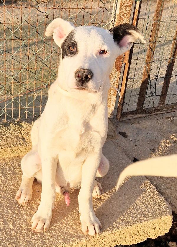 ULTIMO IN CANILE,ADOTTABILE IN TUTTA ITALIA! Foto 6