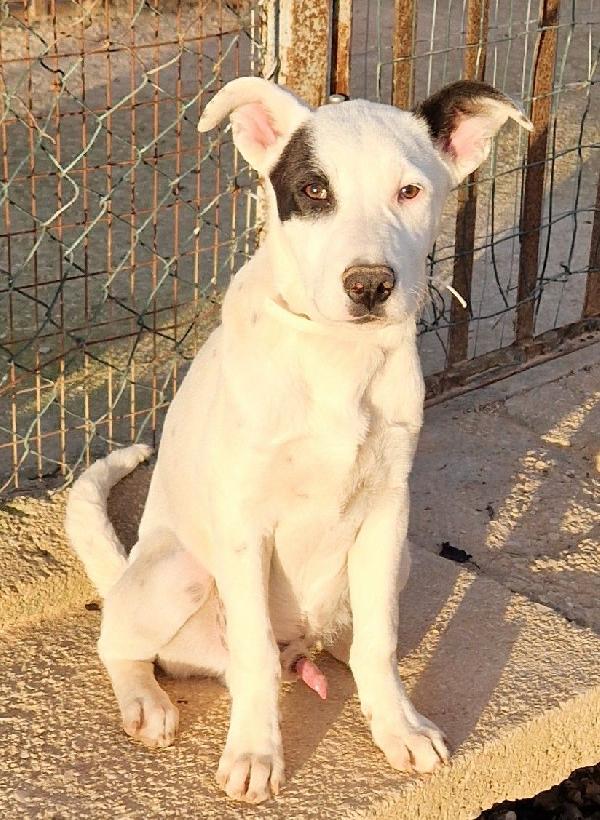 ULTIMO IN CANILE,ADOTTABILE IN TUTTA ITALIA! Foto 7