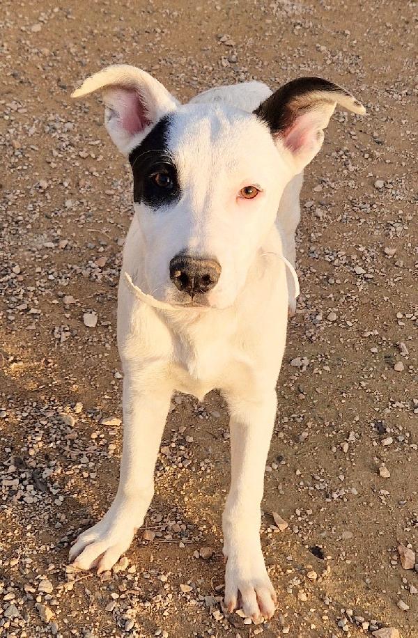 ULTIMO IN CANILE,ADOTTABILE IN TUTTA ITALIA! Foto 8