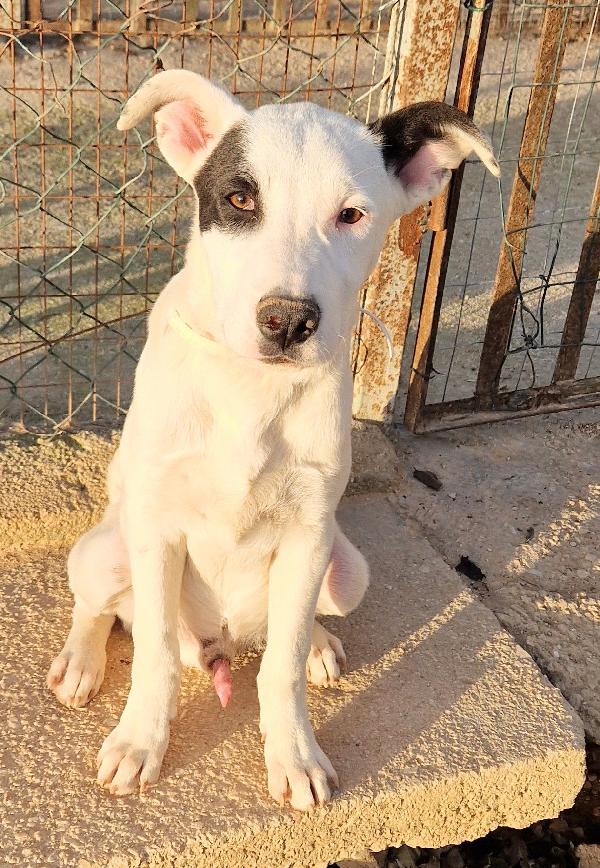 ULTIMO IN CANILE,ADOTTABILE IN TUTTA ITALIA! Foto 9